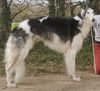 Profile picture of the animal