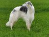 Profile picture of the animal