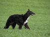 Profile picture of the animal