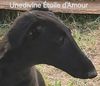 Profile picture of the animal
