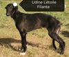 Profile picture of the animal