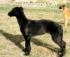 Profile picture of the animal