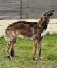 Profile picture of the animal