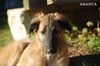 Profile picture of the animal