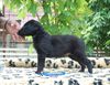 Profile picture of the animal