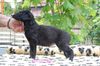 Profile picture of the animal
