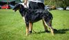 Profile picture of the animal