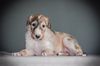 Profile picture of the animal