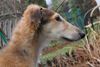 Profile picture of the animal