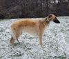 Profile picture of the animal