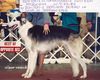 Profile picture of the animal