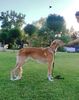 Profile picture of the animal