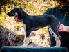 Profile picture of the animal