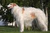 Profile picture of the animal