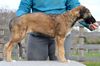 Profile picture of the animal