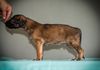 Profile picture of the animal