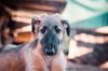 Profile picture of the animal