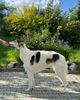 Profile picture of the animal
