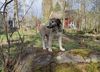Profile picture of the animal