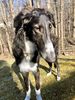 Profile picture of the animal