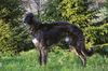 Profile picture of the animal