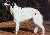 Profile picture of the animal