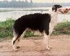 Profile picture of the animal