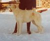Profile picture of the animal