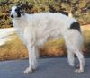 Profile picture of the animal