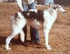 Profile picture of the animal