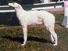 Profile picture of the animal