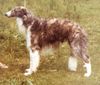 Profile picture of the animal