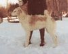 Profile picture of the animal