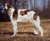 Profile picture of the animal