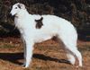 Profile picture of the animal