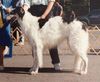 Profile picture of the animal