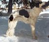 Profile picture of the animal