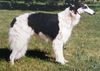 Profile picture of the animal