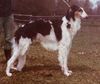 Profile picture of the animal