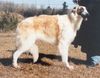 Profile picture of the animal