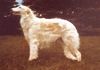 Profile picture of the animal