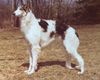 Profile picture of the animal