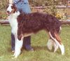 Profile picture of the animal