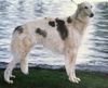 Profile picture of the animal