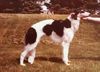 Profile picture of the animal