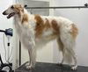 Profile picture of the animal