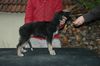 Profile picture of the animal