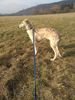 Profile picture of the animal