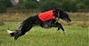 Profile picture of the animal