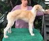Profile picture of the animal